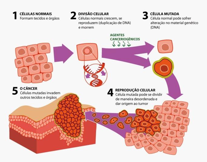 Belage en la lucha contra el cáncer-estres oxidativo