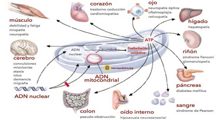 Belage en la lucha contra el cáncer- solución sanki